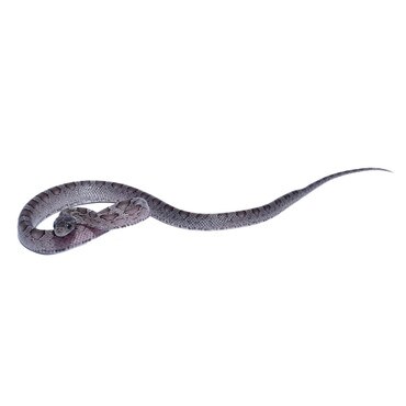 Charcoal Masque Blood Red CornSnake